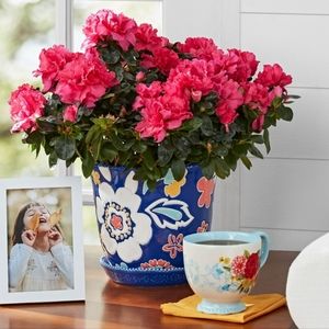 ❤️ New Pioneer Woman Magic Meadows 8" Round Ceramic Planter